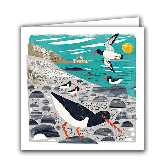 Oystercatchers by Matt Johnson