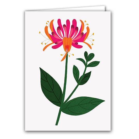 Honeysuckle by Sarah Abbott